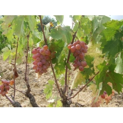 PENBE ÇAVUŞ ÜZÜMÜ